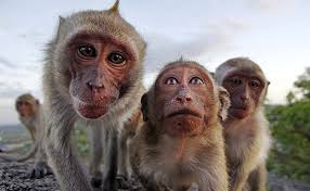 Image result for MONKEYS