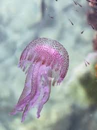 Resultat d'imatges de menja de meduses