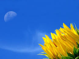 Image result for blue color flowers wallpaper
