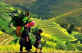 Kết quả hình ảnh cho ruông bậc thang mù cang chải