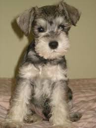 Image result for schnauzer miniature puppy