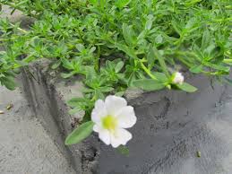 Resultado de imagem para beldroega