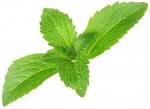 Images correspondant stevia