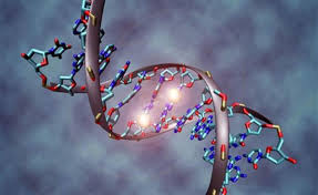 Αποτέλεσμα εικόνας για φωτο αλυσιδας dna