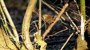 Hård vinter har halveret antallet af gærdesmutter i Danmark