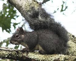Image of Western Gray Squirrel