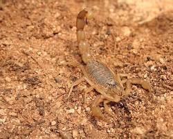 Image of العقارب Buthidae