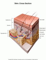 Image result for carbuncle