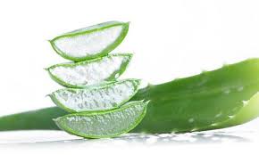 Image result for aloevera