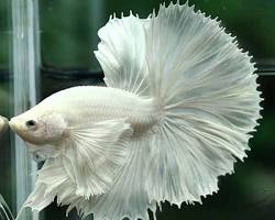 Cá Betta Super White Platinum