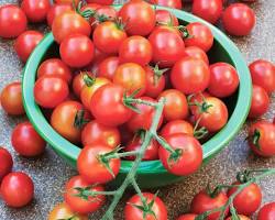 Image of Sweet 100 tomato