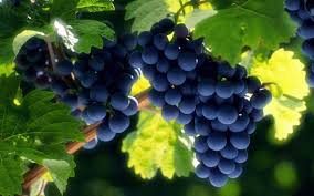 Image result for fruits