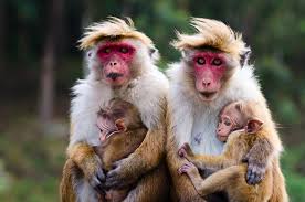 Image result for monkeys of the world