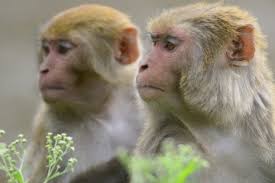 Image result for MONKEYS