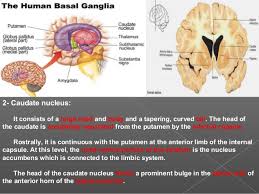 Image result for ventral striatum