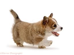 Afbeeldingsresultaat voor Welsh Corgi puppy