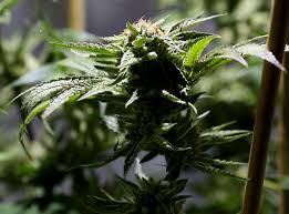 Resultado de imagen de Legalization