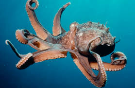 Image result for japanese octopus porn