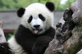 Resultado de imagen de oso panda fotos adorables