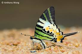 英和画像辞典：(pierid butterflies)の関連画像一覧！ – おもしろい英文法