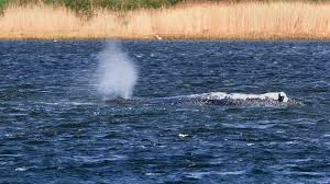 Schip onderweg voor nieuwe reddingspoging van bultrug Timmy: 'Mishandeling'