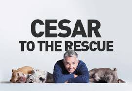 Image result for cesar to the rescue