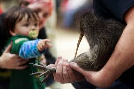 ‘Coming home’: kiwi enter parliament for first time as New Zealand marks conservation win