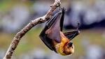 What connection between fruit bats
