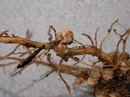 nematodes on plant roots ile ilgili görsel sonucu