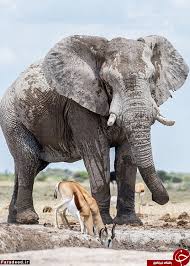 فیل خودخواه یک گله را فراری داد+ تصاویر – صاحب نیوز