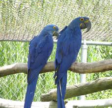 Image result for baby macaw parrot for sale