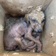 Consequences of animal neglect and indifference