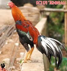 Hasil gambar untuk ayam bangkok