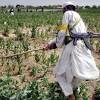 Story image for afghanistan opium cia from Mintpress News (blog)