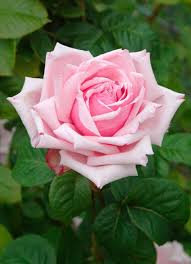 Image result for tea roses