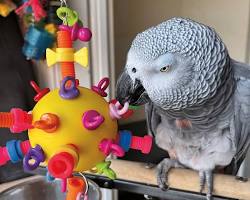 parrot playing with a puzzle toyの画像