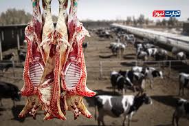 گزارش ویژه: قیمت دام زنده امروز 22 شهریور ۱۴۰۵ / نرخ گوساله و گوسفند بالا رفت + جدول | تجارت نیوز - کد 6c6c