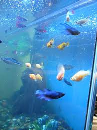 Image result for betta fish tank