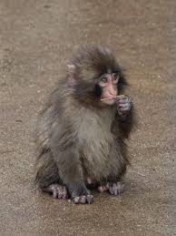 Punch | 🚨: Baby monkey Panchi's black birth fur thins, a ...