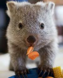 Image result for wombat