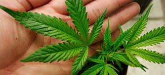 Resultado de imagen de Legalization