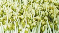 Vietnam’s grocery chain Bach Hoa Xanh recalls bean sprouts reportedly soaked in banned chemical