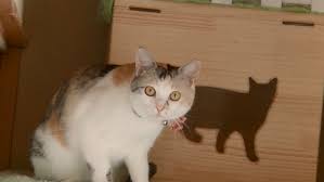 Image result for ねこ吉