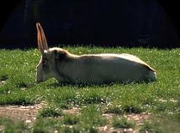Résultat de recherche d'images pour "saiga antelope"