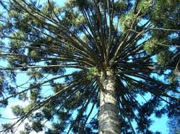 Resultado de imagem para muitos pinheiros araucaria