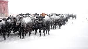 Cowboy State Daily - News update