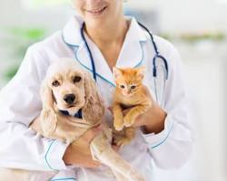 veterinarian examining a dogの画像