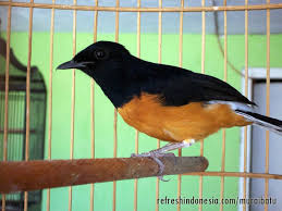 Hasil gambar untuk murai batu