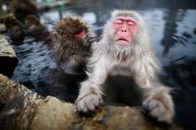 Image result for MONKEYS