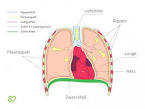 Die Lunge Lungenfell (Pleura visceralis) und Rippenfell (Pleura)